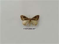 藏品(尺蛾608)的圖片